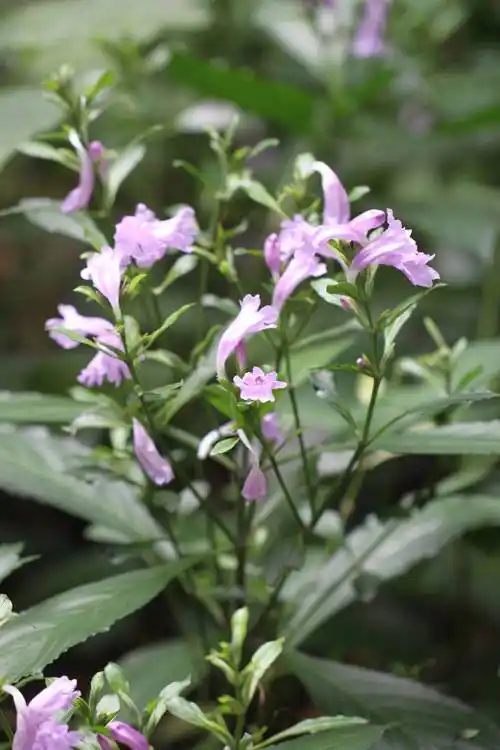 板蓝根颗粒的主药材-植物非试管高效快繁南板蓝