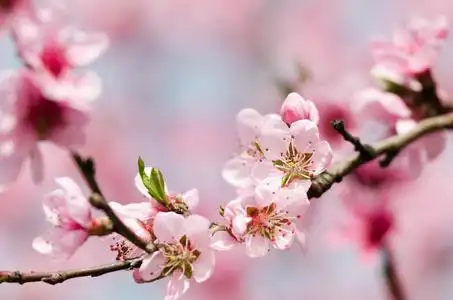 桃花瓣图片-桃花瓣素材-桃花瓣插画-摄图新视界