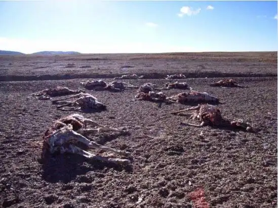 可可西里无人区的照片大全