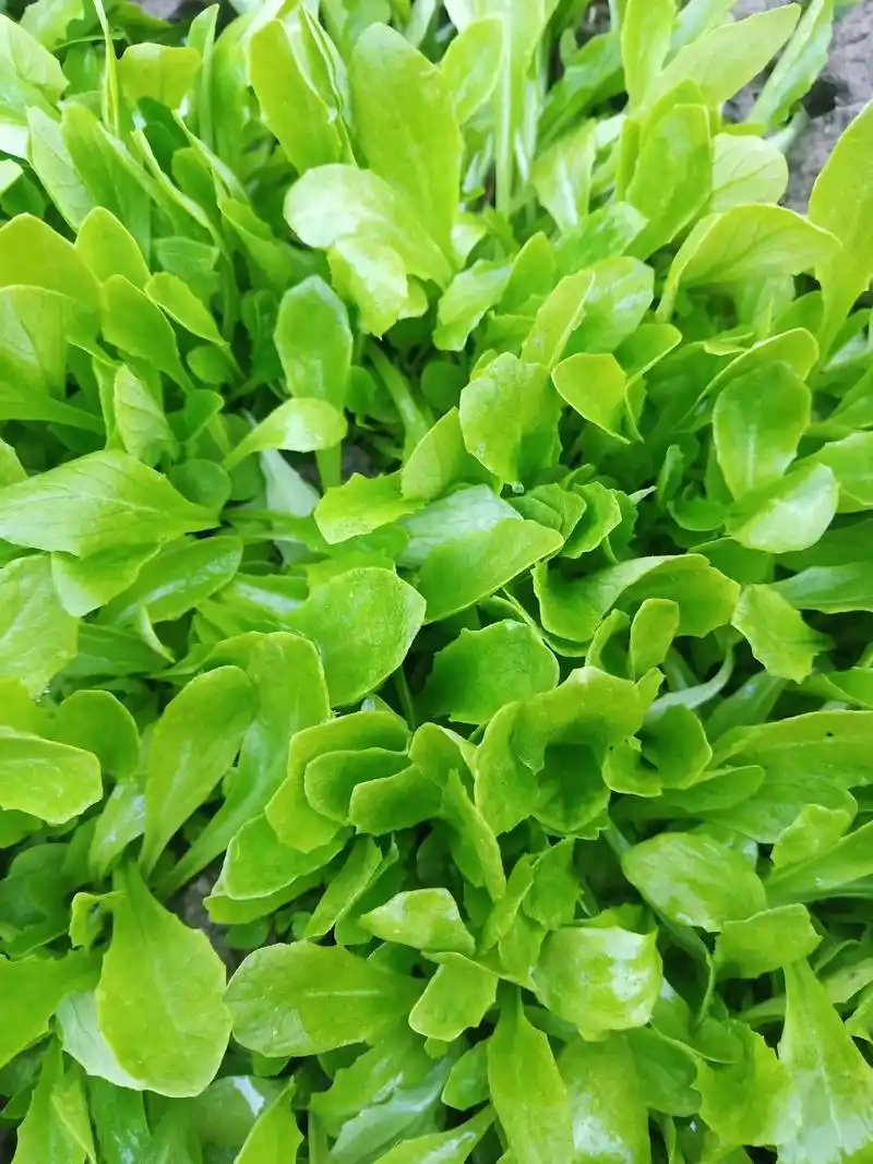 我家蔬菜种类多,我家蔬菜味道好,我家蔬菜最地道,我家蔬菜料儿 - 抖音