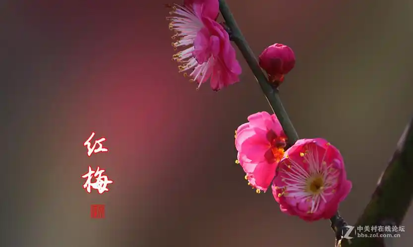 红梅花