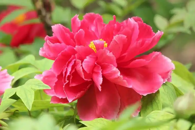 富贵牡丹～非著名摄影师炫舞作品