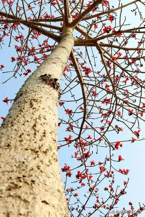 木棉花图片(木棉花图片绘画)