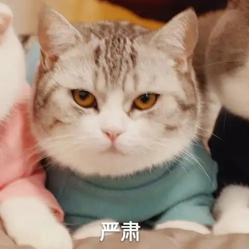 喵星人严肃板着脸一本正经gif动图_动态图_表情包下载_soogif