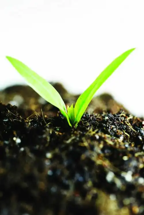 二月柳心瘦,破土细草芽