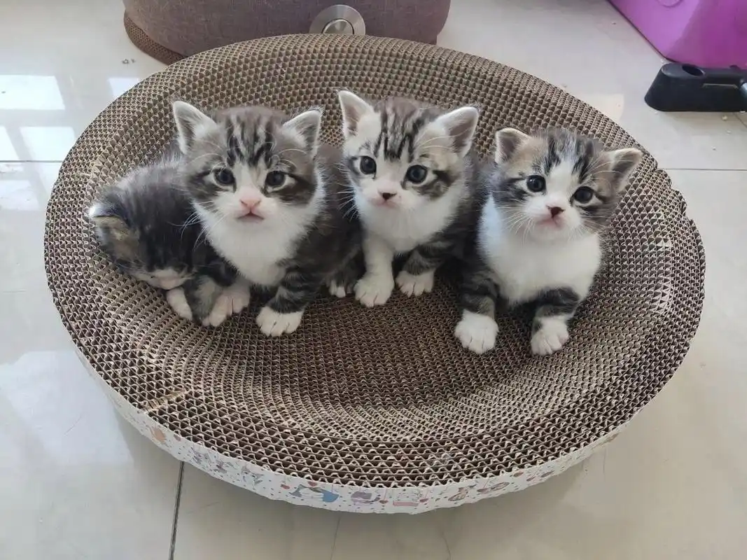 虎斑和蓝白生的宝宝是这样滴