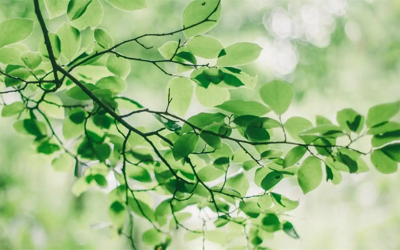 绿色护眼树叶高清桌面壁纸