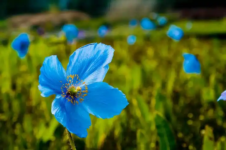在近处前景中有一朵蓝色罂粟花的田野.北爱尔兰,唐郡,图片