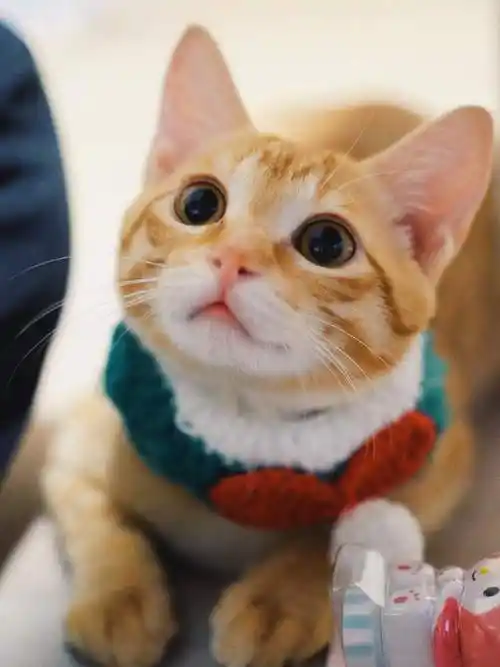 橘猫幼崽活物小猫咪狸花猫土猫奶牛黑猫中华田园猫长毛大橘猫活体