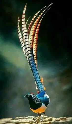 全世界最罕见的鸟百看不厌.