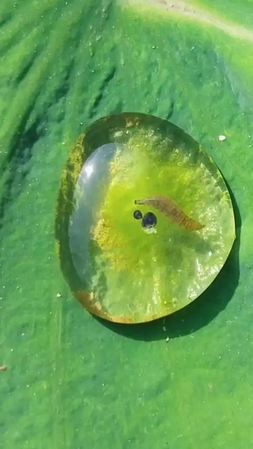 九成人不知蚊子最大天敌是啥1个笨法子整夜开窗也不用怕