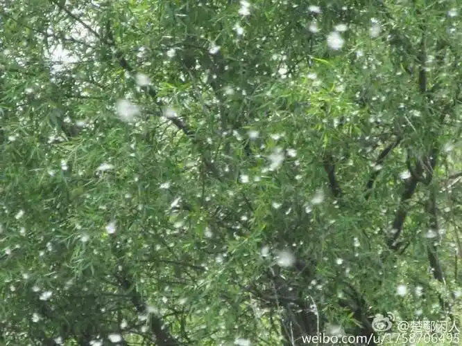 柳絮翩翩飞