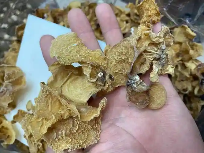 今天公布货源大量 羊肚耳 一斤45