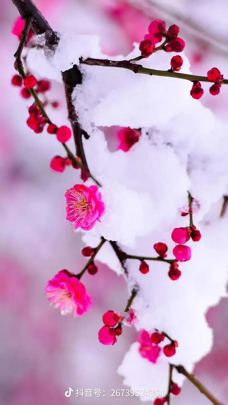 他乡若是同淋雪,此生也算共白头,雪压梅花傲风寒,山河无恙人间 - 抖音
