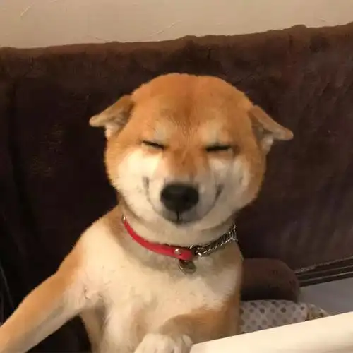 心情不好来看看这只小柴犬可爱到起飞的表情包吧