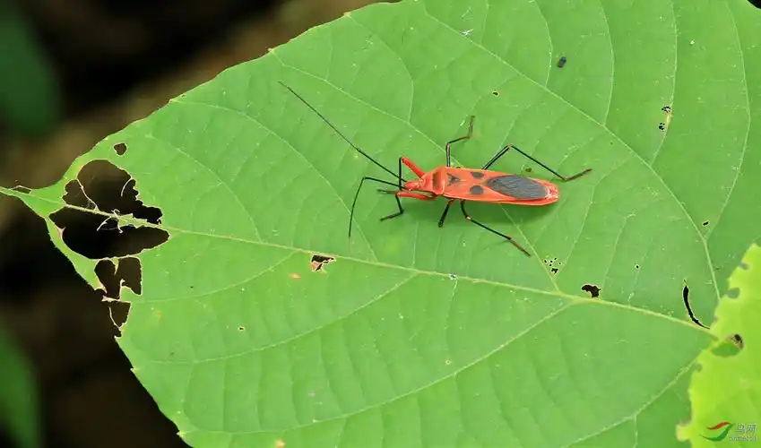 红蝽