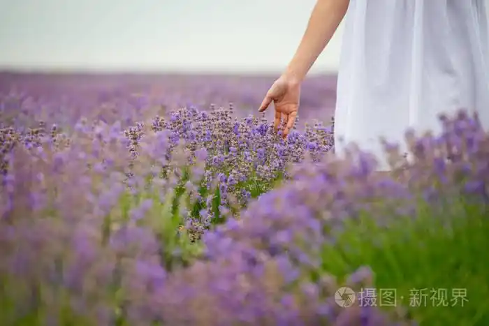 穿着白色连衣裙在薰衣草田野里摆姿势的年轻女孩. 快关门.