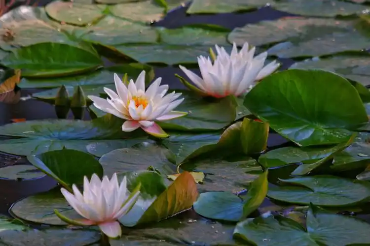 一树一菩提,一土一如来,一方一净土,一笑一尘缘,一念一清净,心是莲花