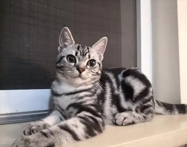 "英短猫"和"美短猫"一字之差,养起来却完全不同!