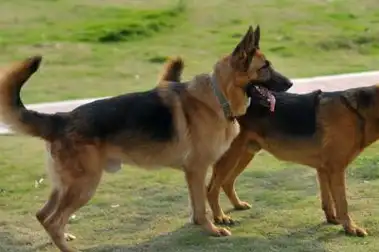 泰迪也上榜_哈士奇_拉拉_美容