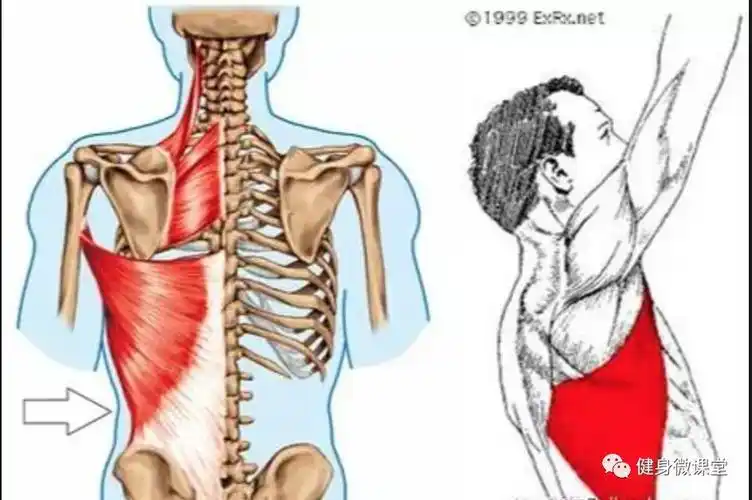 背阔肌是人体浅表背层覆盖面积最大的肌肉之一,起点为胸腰筋膜,髂脊