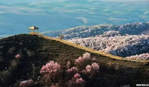 【绿野新疆深度行】大西沟福寿山春天里我与杏花有个约会