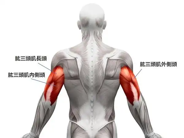 你应该多久训练一次肱三头肌?这个训练重点将可加速成型