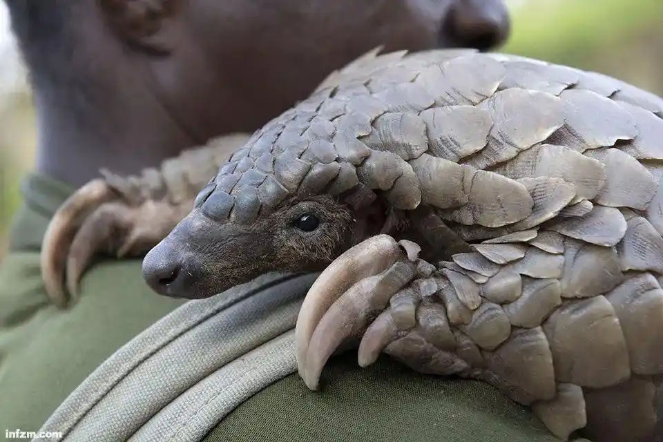 思想界 | 当野味带来病毒:如何保护野生动物,以及人类自己?
