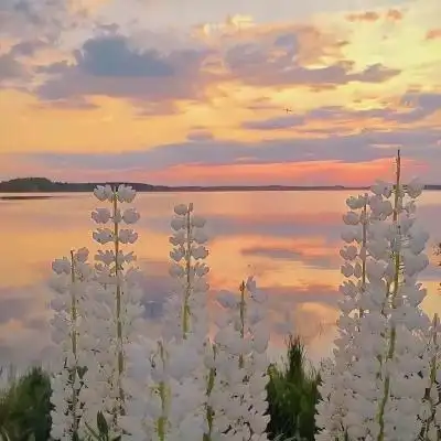 高清好看的唯美鲜花意境头像图片