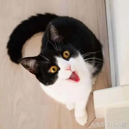 各种疑惑表情(歪头)