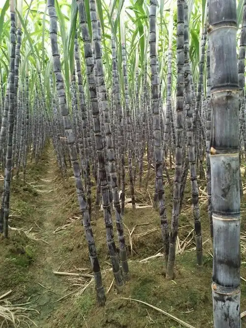 黑皮甘蔗果蔗34cm225米