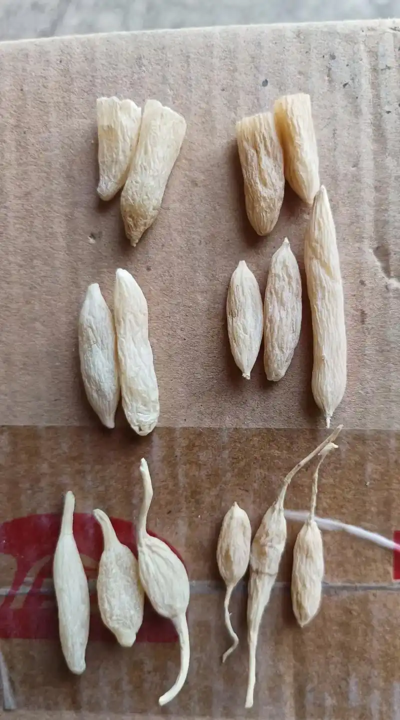 拿山麦冬(伪品)当做川麦冬用,就是315的落 - 抖音