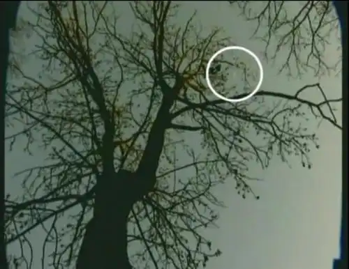 正文 然而这座桥因许多狗曾经就这样往桥下跳,丧命于位在桥下50英尺的