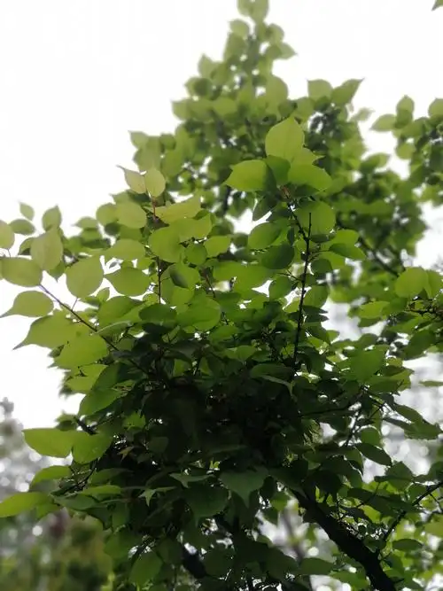 原来红梅的叶子竟如此漂亮