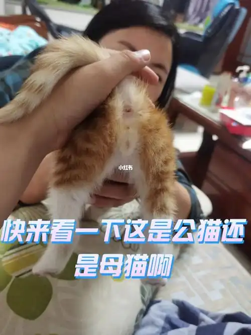 请帮忙分别下这是公猫还是母猫呀