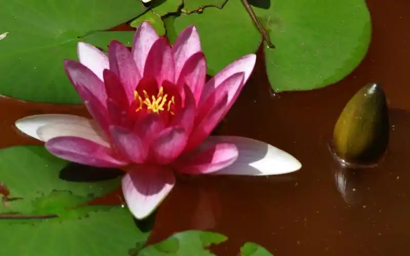 花卉特写 (老康ok作品) #7 - 2560x1600