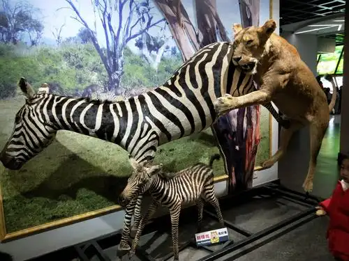 昆明五华慧谷幼儿园大二班参观动物博物馆