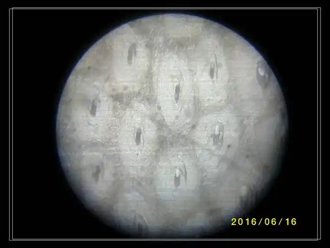 角具非均质性在正交偏光下显示干涉色图像制成的薄片在偏光显微镜下的