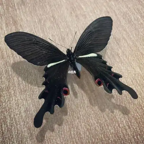 蝴蝶标本-美姝凤蝶