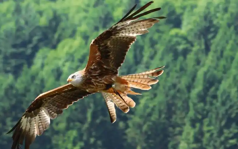 雄鹰,鸟类,翱翔,电脑壁纸,壁纸雄鹰展翅