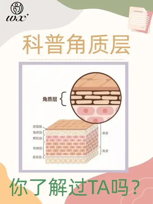 了解角质层