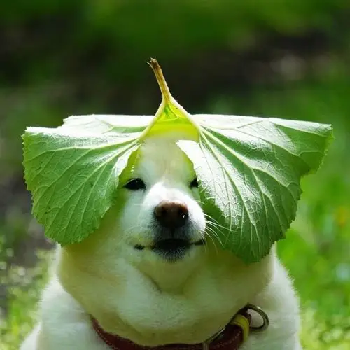 转发这个憨憨又可爱的柴,你也会收获快乐