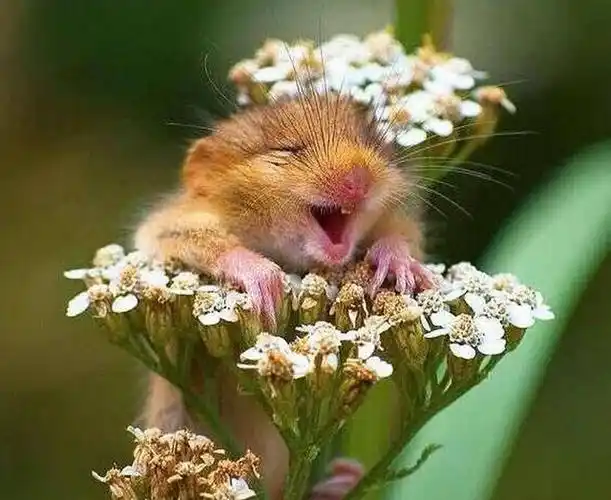 这些微笑的小动物,让你一秒种爱心爆棚.