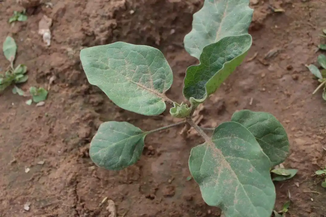 成都每个烧烤摊都有的它天府新区已提前为你种下