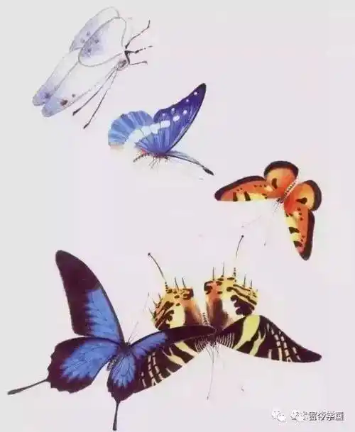 工笔没骨蝴蝶千姿百态画蝴蝶不用愁了