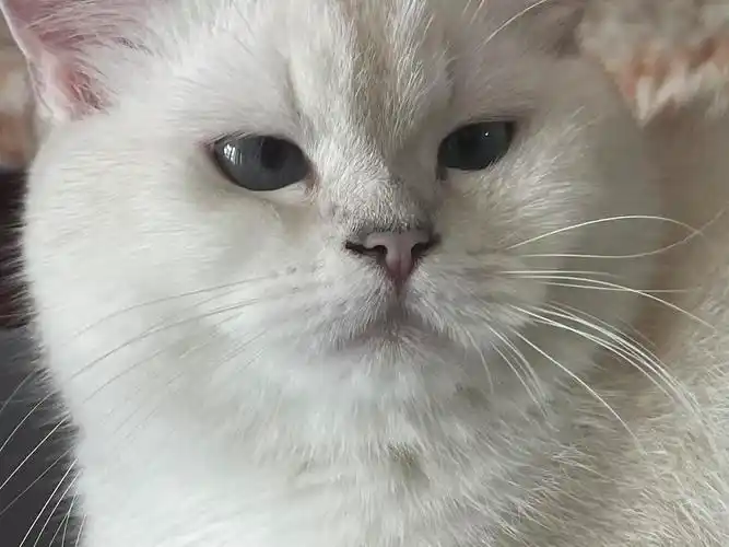 猫鼻子白严重吗