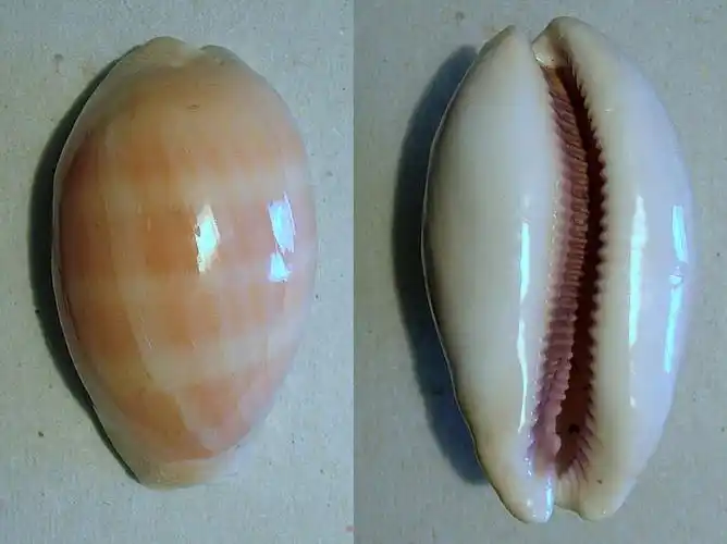 因为腹足类都有一个螺旋形贝壳包围着身体,所以也称单壳类,这是同蚌类