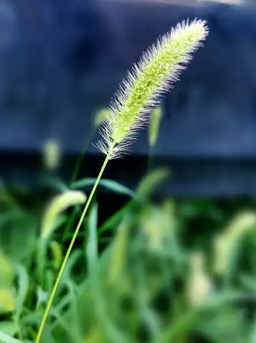 野火烧不尽,春风吹又生.20190913