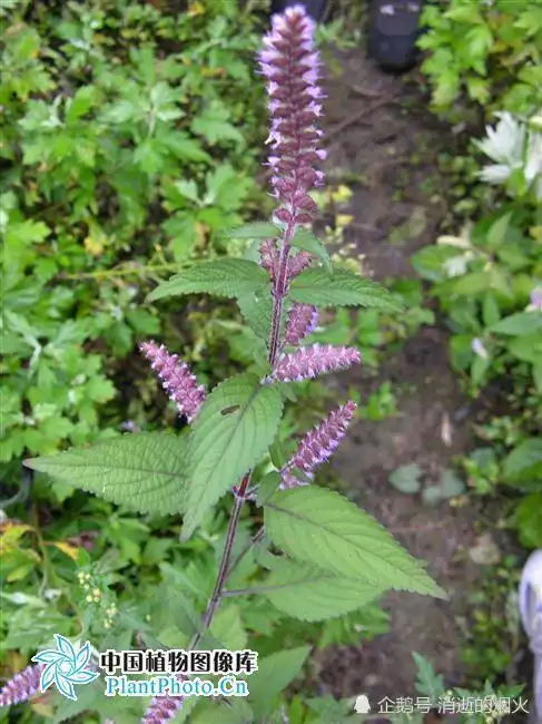 一天学一中药之,香薷_腾讯新闻