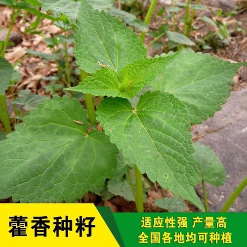 藿香种籽霍香正气合香草种可食用野菜排香草大叶薄荷四季蔬菜种子